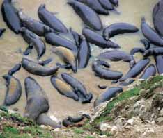 elephant seals