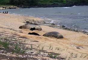 monk seals on a beach