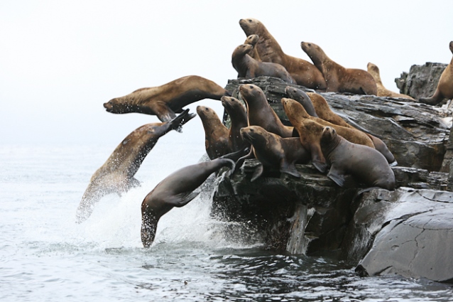 Steller sea lions