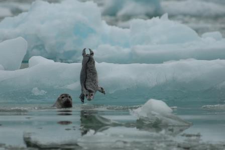 harbor seal pup jumps in water