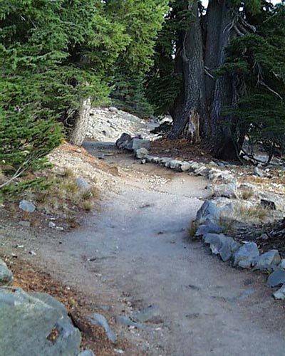 The dusty trail is lined on one side with stones as is winds through pines.