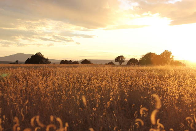 Sunset illuminates grasses at Capulin Volcano National Monument