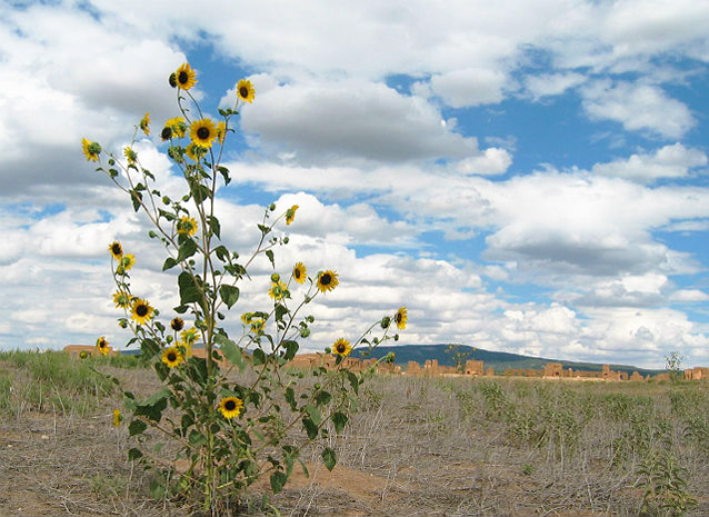 A sunflower with grasslands and the ruins of Fort Union in the background