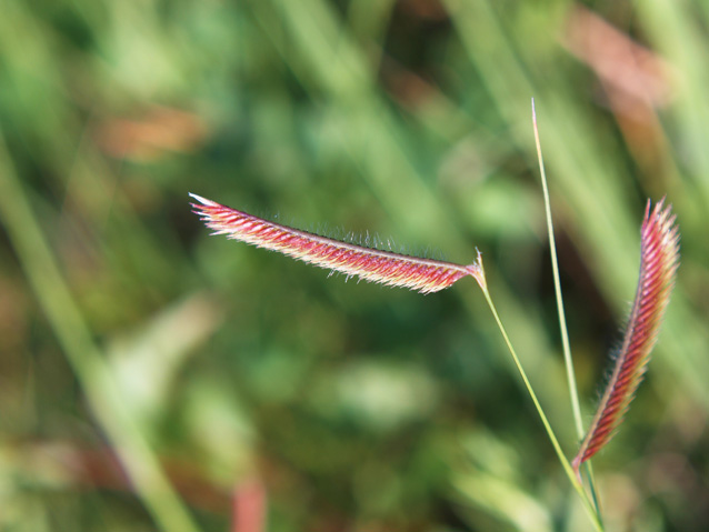 A reddish flowering blade of blue grama grass A reddish flowering blade of blue grama grass