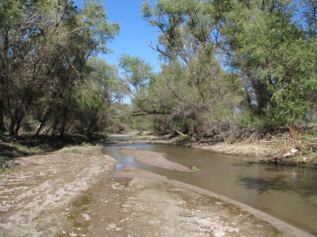 A calm, braided, sediment-bottomed section of river lined with trees