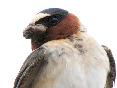 Close-up of a swallow's face, with mud on it's beak for nest-building