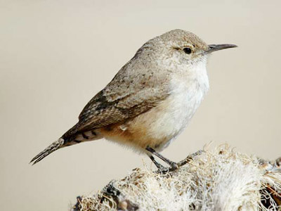 Small brownish bird with a narrow beak
