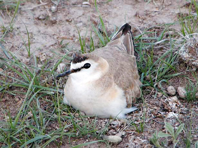 Medium-sized bird nestled in a depression in the ground