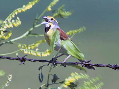 Brown, gray, yellow and white bird singing on a perch of barbed wire