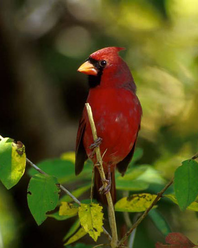 Bright red, crested bird with a black face mask