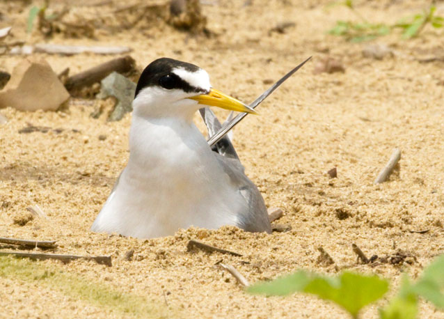 Interior least tern, a white and gray bird with a black mask, and a long yellow beak