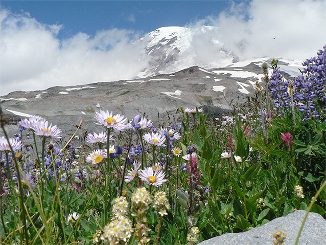 Forest Wildflowers - White - Mount Rainier National Park (U.S. National  Park Service)