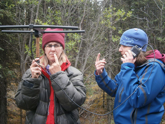 two teachers use a radio antenna to search for a radio collar