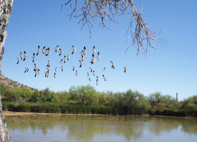 A flock of birds fly over a spring-fed pond