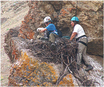 Rock climbers in harnesses and helmets explore a cliff with an eagle nest