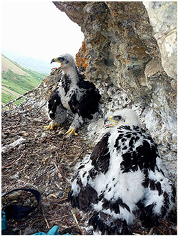 Eagle chicks in nest Eagle chicks in nest