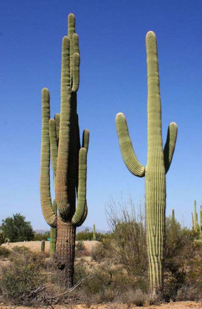 Two towering saguaro cacti, side by side against a blue sky