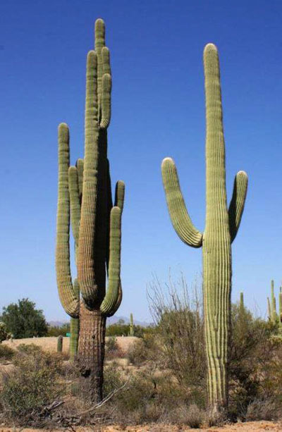 Giant Saguaro Cactus, Arizona, 1994