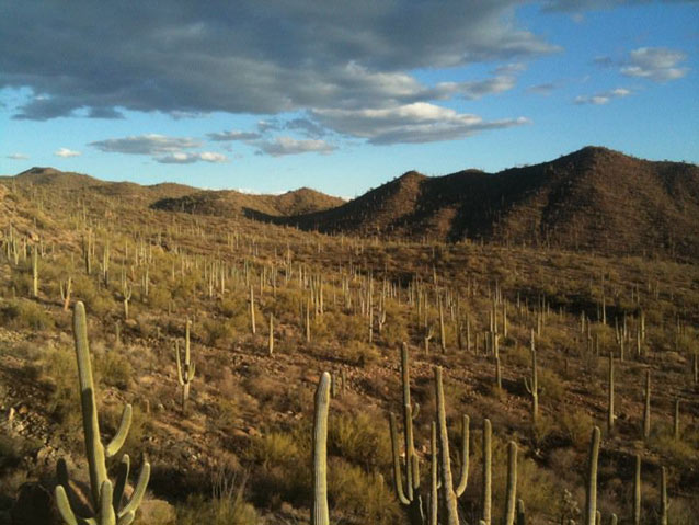 A landscape sprinkled with numerous saguaro cacti