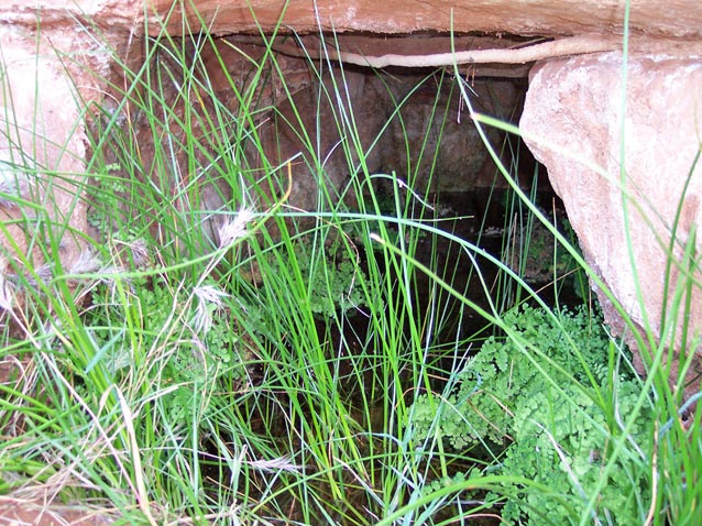 Pool of water filled with vegetation and sheltered by boulders