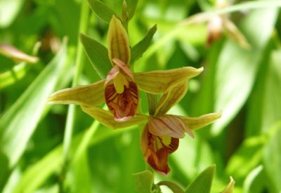 orchids orchids