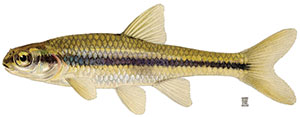 Illustration of the brindle shiner