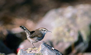 Photo of Bewick’s wren perched on a rock. Photo of Bewick’s wren perched on a rock.