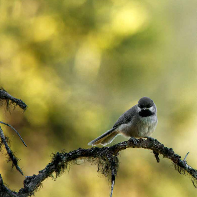 small gray bird perched on a tree branch