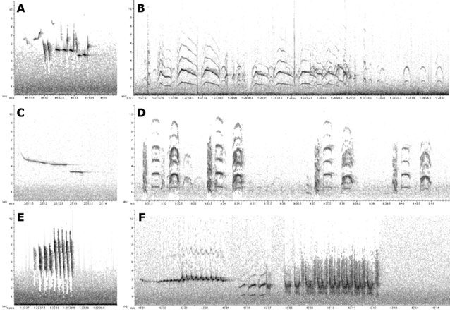 six gray-scale charts