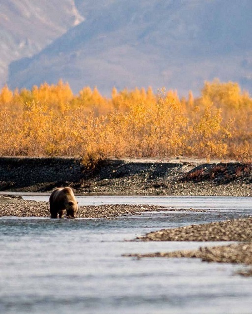 A brown bear in a river A brown bear in a river