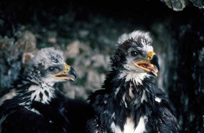 Two young eagles