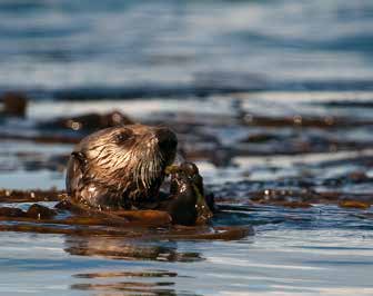 Sea otter head in the ocean Sea otter head in the ocean