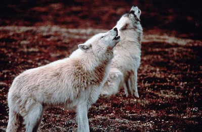 Two white wolves howling Two white wolves howling