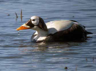 a black and white bird sitting in water a black and white bird sitting in water
