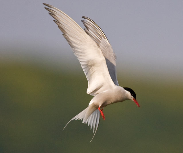 arctic tern in flight