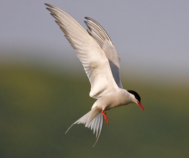 arctic tern in flight arctic tern in flight