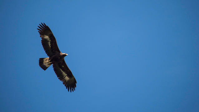 golden eagle in flight