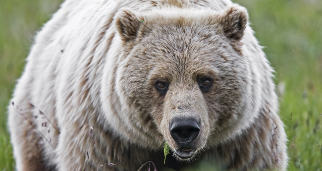 Bear Management and Research (U.S. National Park Service)