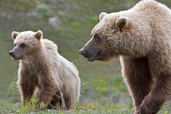 A grizzly bear cub stands next to his mother A grizzly bear cub stands next to his mother