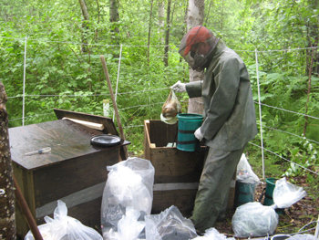 a man wearing a respirator removes bags of feces from clean mountain cans