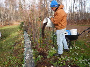 a man dumps a bucket of fertilizer into a garden