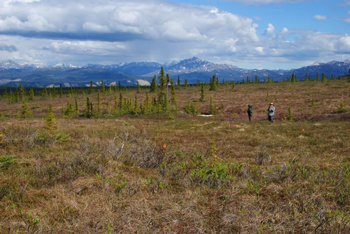 two researchers stand out in bumpy tundra