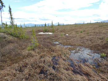 brown grasses are drowned by puddle water brown grasses are drowned by puddle water