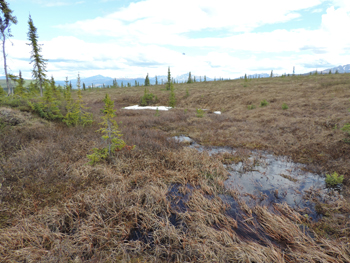 brown grasses are drowned by puddle water