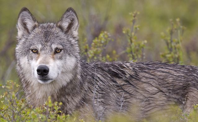 a wolf stands shoulder deep in brush