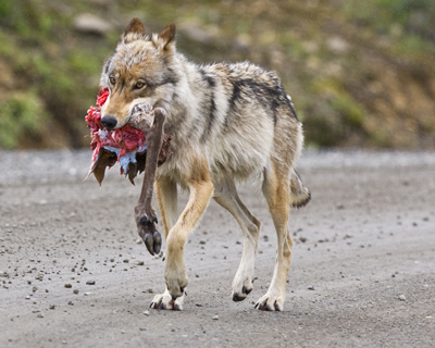 Wolf walks down a dirt road carrying a caribou leg Wolf walks down a dirt road carrying a caribou leg