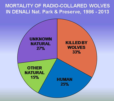 a pie chart that shows that most collared wolves in denali are killed by other wolves a pie chart that shows that most collared wolves in denali are killed by other wolves