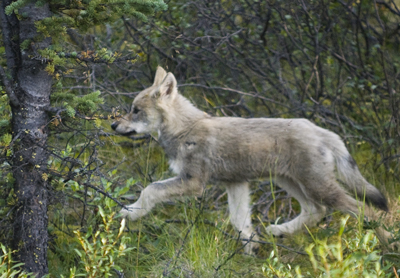 a wolf pup runs through the woods