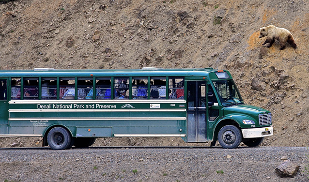 A grizzly bear looks down at a bus from a rocky hillside