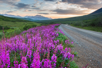 fireweed grows along a dirt road